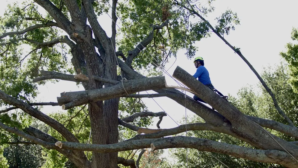 Professional Hazardous Tree Removal performed by certified arborists in Glynn